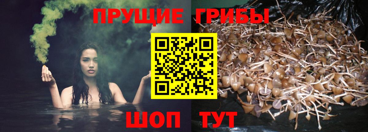 Галлюциногенные грибы MAGIC MUSHROOMS  Вход с VPN  купить наркотики сайты  Галлюциногенные грибы MAGIC MUSHROOMS  Кыштым 